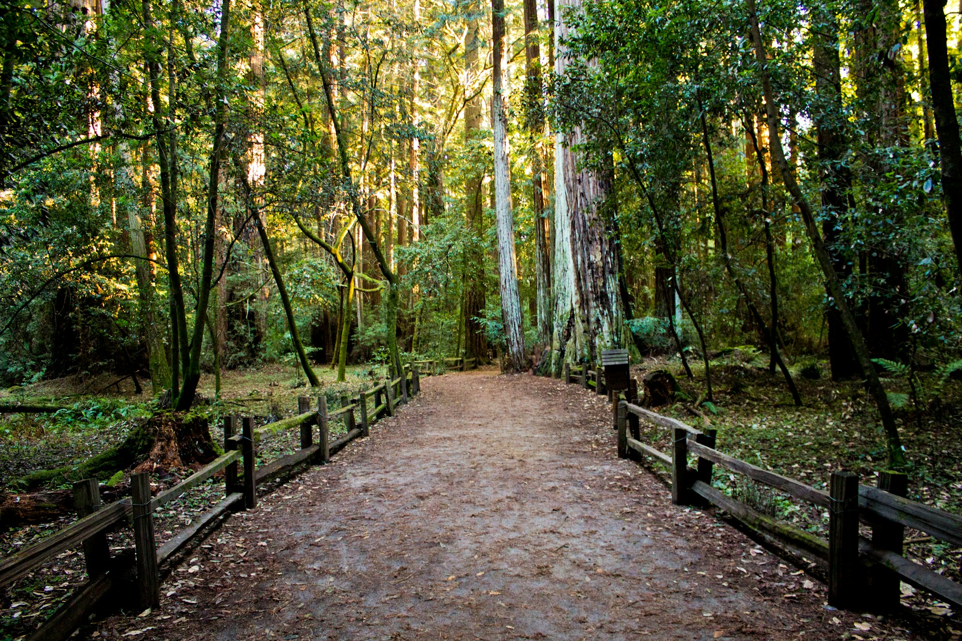 forest