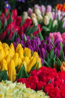 Tulips