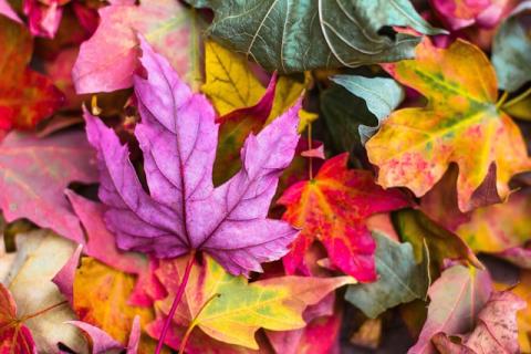 colors